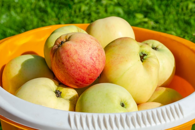 Cosecha de manzanas maduras en un balde