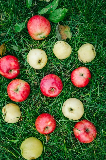 Cosecha de manzanas maduras en la hierba