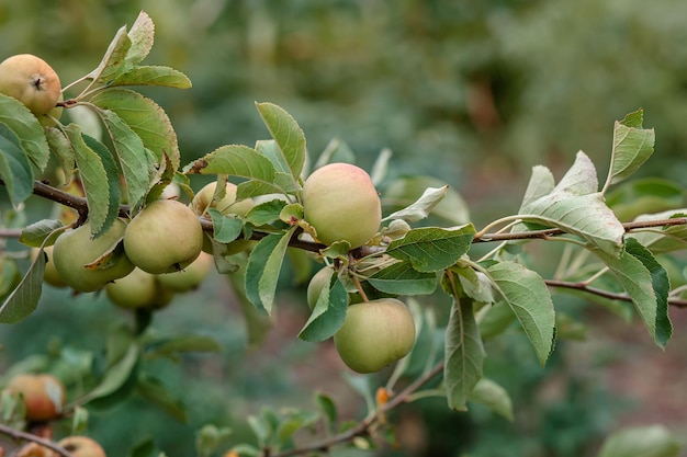 Cosecha de manzanas. Primer plano y enfoque selectivo de manos recogiendo manzana verde fresca y madura.