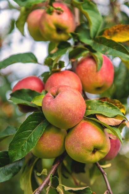 Cosecha de manzanas rojas en un árbol en el jardín Enfoque selectivo