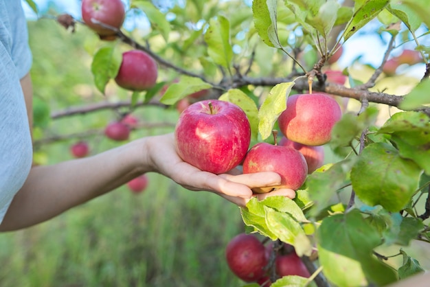 Cosecha de manzanas rojas en un árbol en el jardín. Otoño, agricultura, ganadería, concepto de comida natural saludable