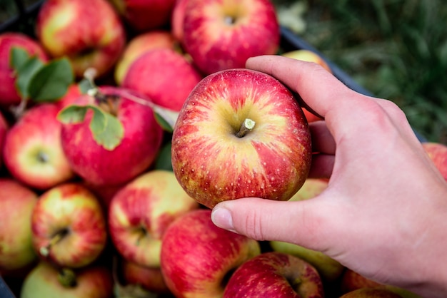 Cosecha de manzanas rojas en caja de plástico negra.