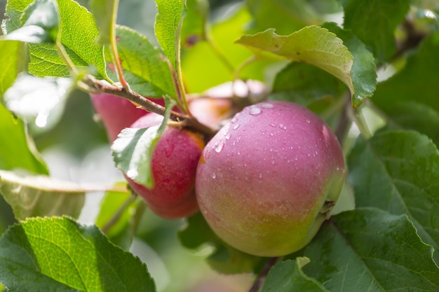 Cosecha de manzanas rojas maduras en una rama en el jardín.