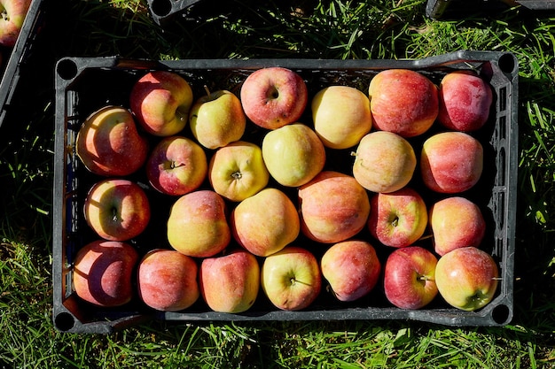 Cosecha de manzanas rojas orgánicas frescas en las cajas negras