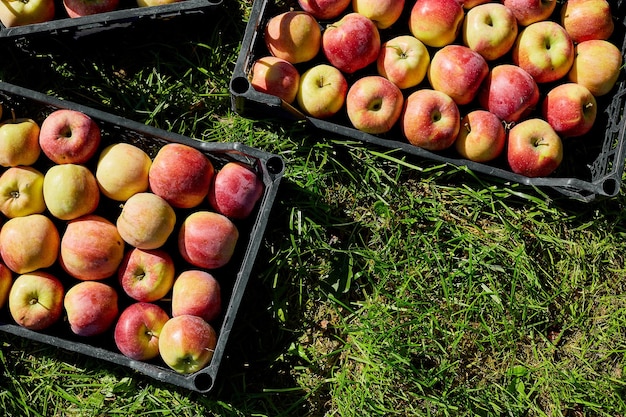 Cosecha de manzanas rojas orgánicas frescas en las cajas negras