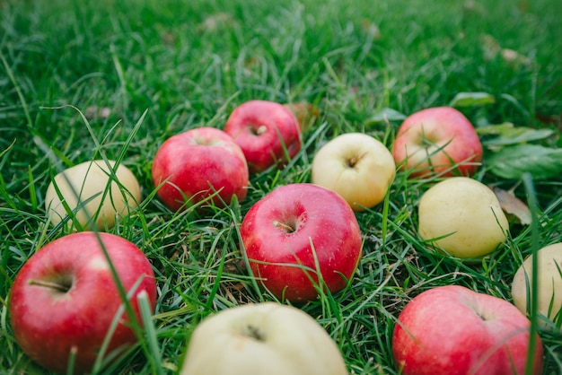 Cosecha de manzanas sobre hierba verde