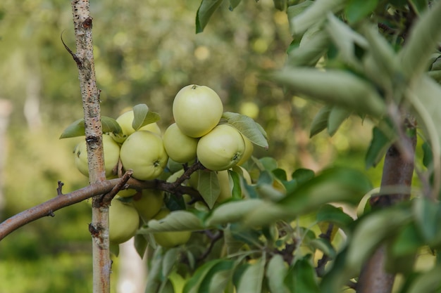 Cosecha: manzanas verdes en un árbol en el jardín. los productos están listos para la exportación. importación de bienes de temporada.