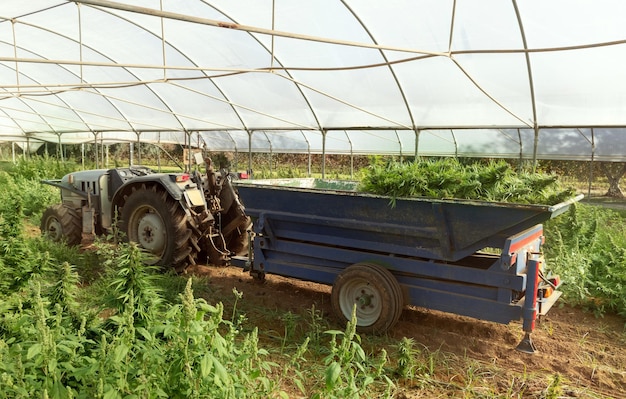 Cosecha de marihuana en rastreadores de agricultores Plantas femeninas de cannabis sativa orgánico con CBD