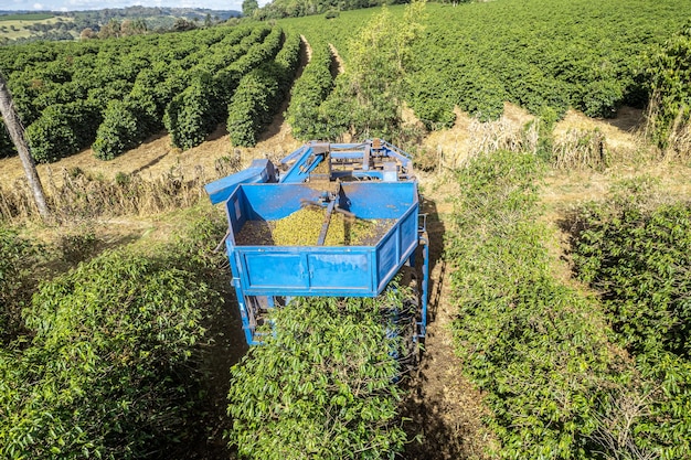 Cosecha mecanizada de café en Minas Gerais Brasil