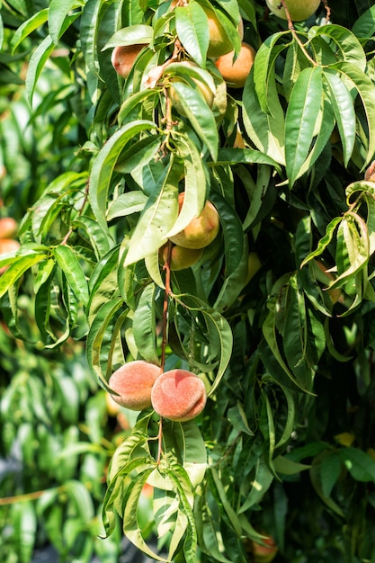 Cosecha de melocotones maduros en un árbol