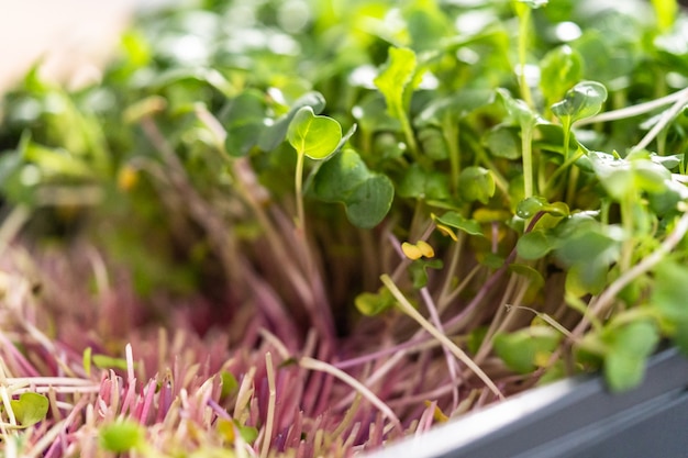 Cosecha de microgreens de rábano de una gran bandeja de plástico.