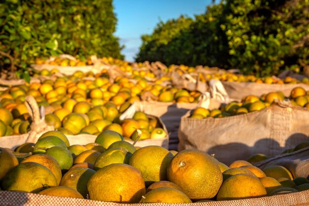 Cosecha de naranja en un día soleado en el campo de Brasil