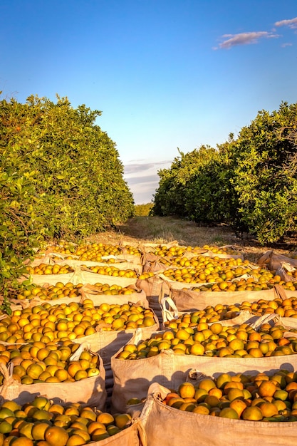 Cosecha de naranja en un día soleado en el campo de Brasil