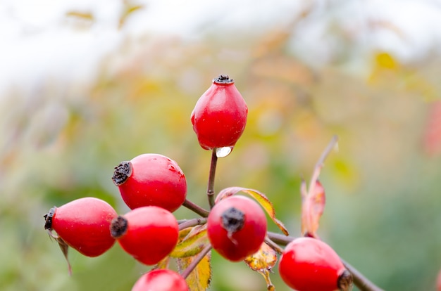 Cosecha natural del otoño - brezo maduro rojo en arbusto, gotas de agua en las bayas. Lugar vacío para espacio de copia.