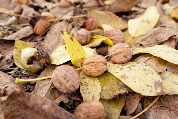 Cosecha de nueces nueces en las hojas amarillas en el jardín