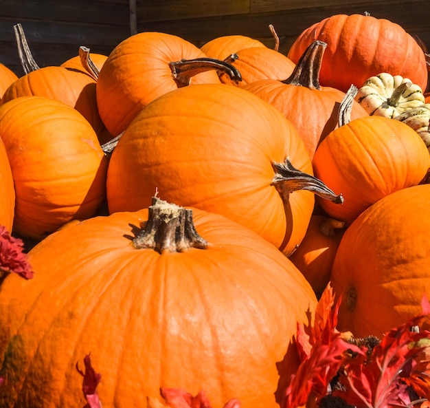 Cosecha otoñal de calabazas decoradas con hojas de árboles.