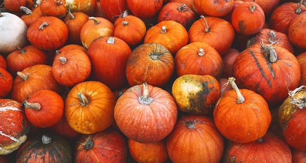 Cosecha de otoño de calabazas Pila de calabazas naranjas en el mercado agrícola