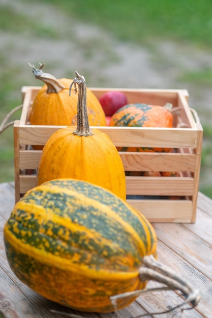 Cosecha de otoño. Cerca de algunas calabazas en el cuadro