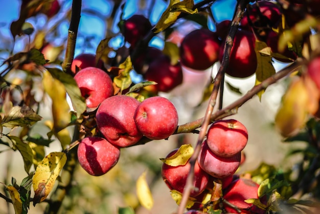 cosecha de otoño de manzanas orgánicas rojas