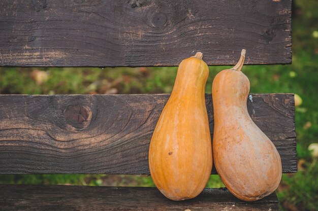 Cosecha de otoño de muchas calabazas anaranjadas.