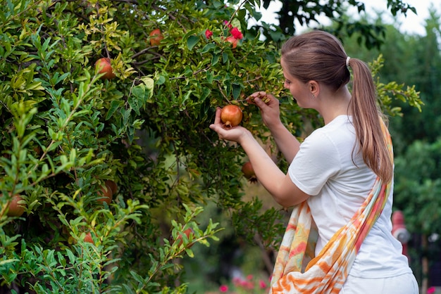 Cosecha de otoño. Una mujer joven arranca frutos de granada de un árbol.