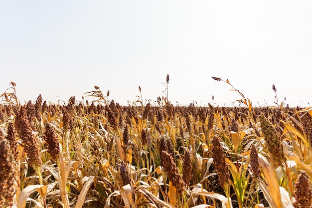 Cosecha de otoño de sorgo en el noreste de China en octubre