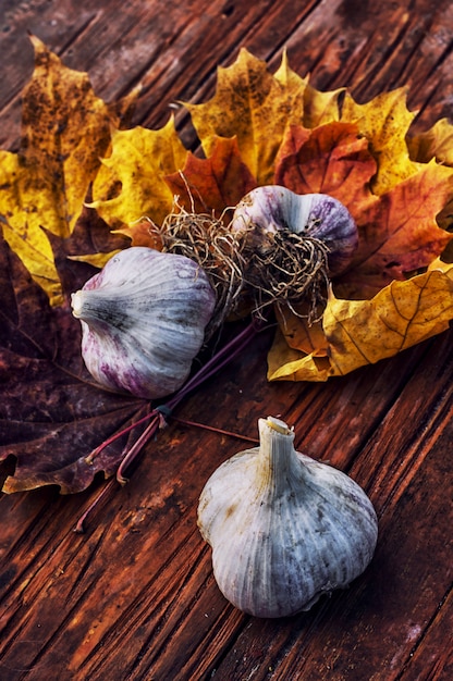 Cosecha de otoño