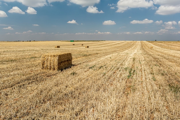 Cosecha de paja en el campo