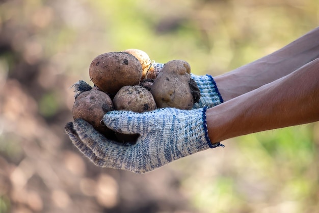 Cosecha de papas Buena cosecha El agricultor tiene papas en sus manos