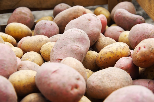 La cosecha de papas en un campo agrícola