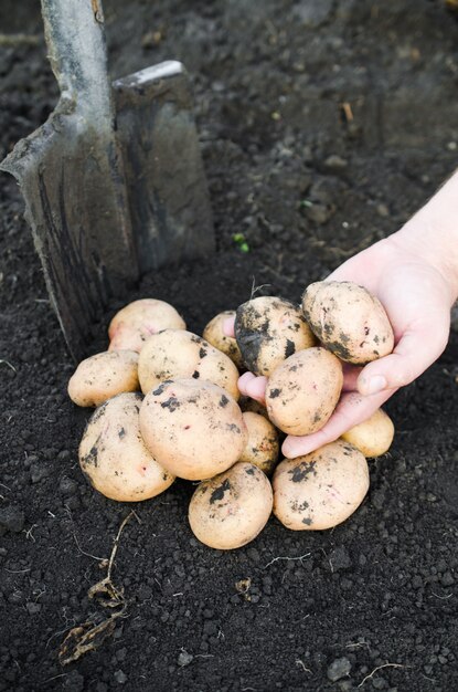 Cosecha de papas ecológicas en manos del granjero.