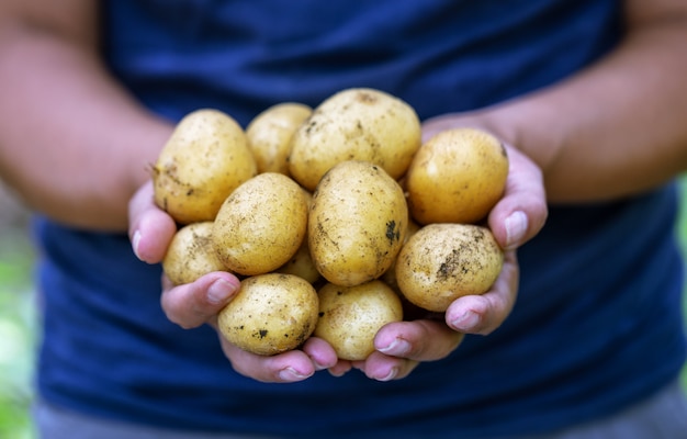 Foto cosecha de papas en manos del agricultor