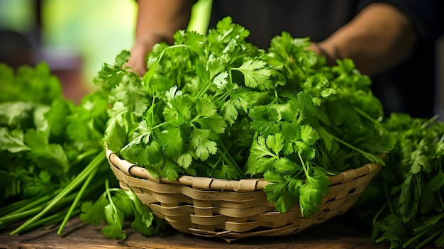 Cosecha de paquetes de cilantro fresco y aromático