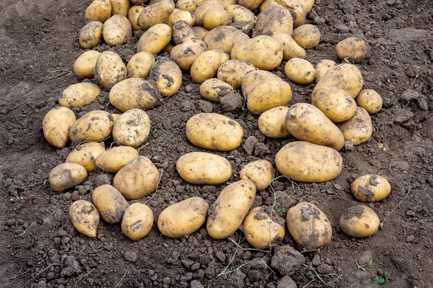 Cosecha de patatas en la cama. Cultivo de patatas