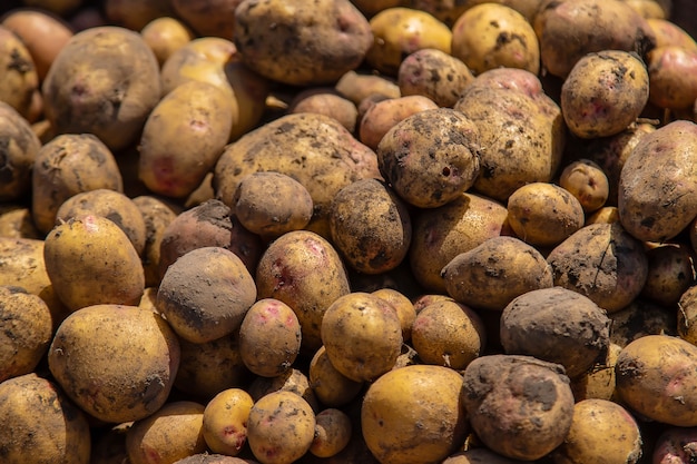 Cosecha patatas en el jardín. Enfoque selectivo.