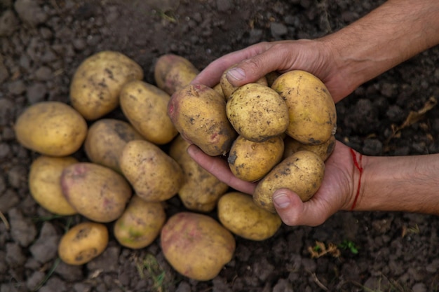 Foto la cosecha de patatas en el jardín en manos de enfoque selectivo