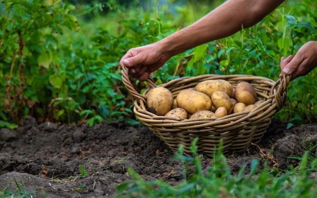 La cosecha de patatas en el jardín en manos de enfoque selectivo