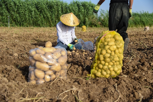 Cosecha de patatas jpg