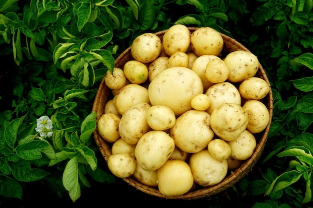 Cosecha de patatas nuevas en un cesto de mimbre