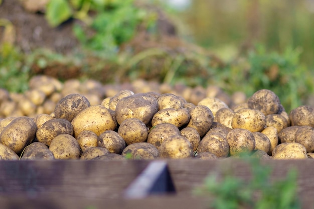 Cosecha de patatas orgánicas recién cosechadas Agricultor en el jardín Foco selectivo