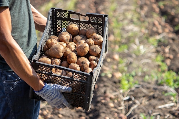 Cosecha de patatas orgánicas recién cosechadas Agricultor en el jardín