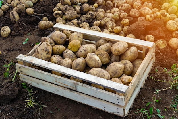 Cosecha de patatas en Rusia. Tubérculos de patata en una caja de madera en un campo agrícola