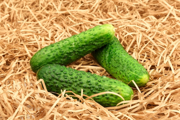 Cosecha de pepino fresco Pepinos vegetales en una hierba de paja de heno