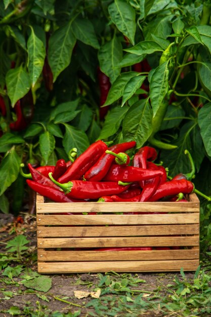 Cosecha de pimienta en el jardín Foco selectivo