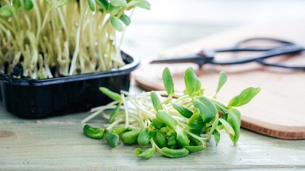 Cosecha de plántulas de girasol microgreen cultivadas en casa.