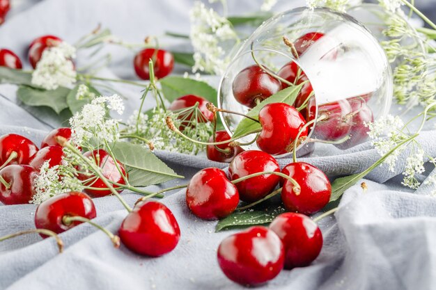 Cosecha de primer plano de cerezas dulces recién cosechadas