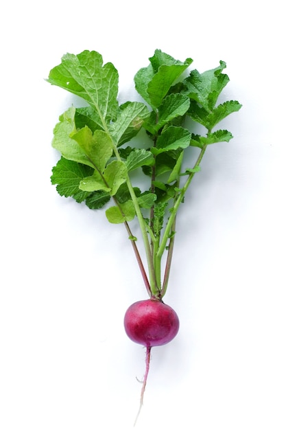 Cosecha de rábano recién aislado en blanco. Alimentos orgánicos saludables, verduras, agricultura. Fondo abstracto doos aislado