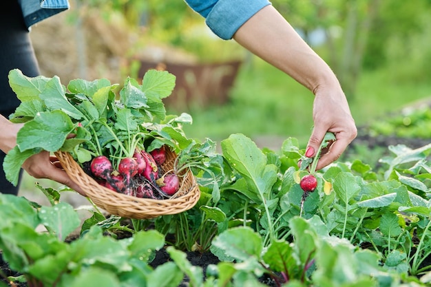 Cosecha de rábanos en el jardín en la granja Primer plano de las manos de los agricultores recogiendo rábanos en la cesta Concepto de agricultura de verduras de alimentos orgánicos saludables