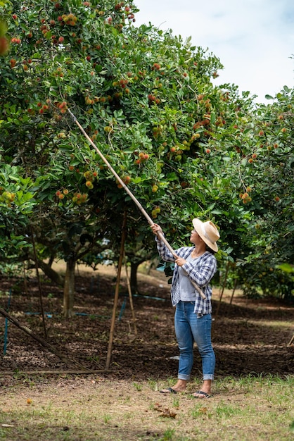 Cosecha de rambután por Smart Woman Farmer en la granja orgánica de frutas de rambután