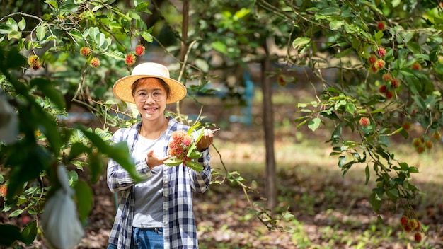 Cosecha de rambután por Smart Woman Farmer en la granja orgánica de frutas de rambután